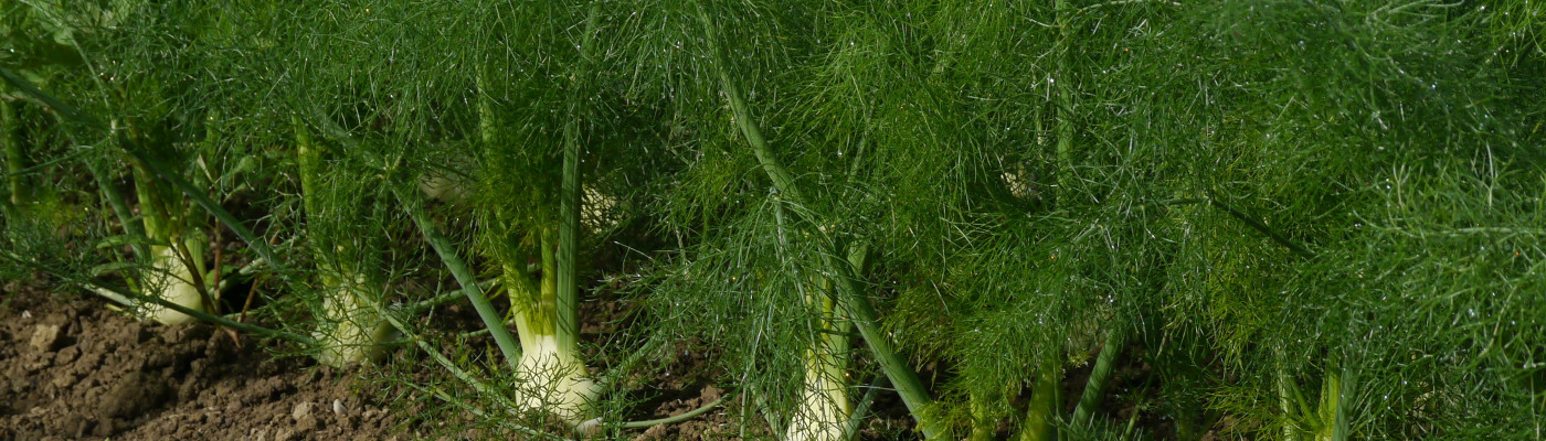 Fenchel